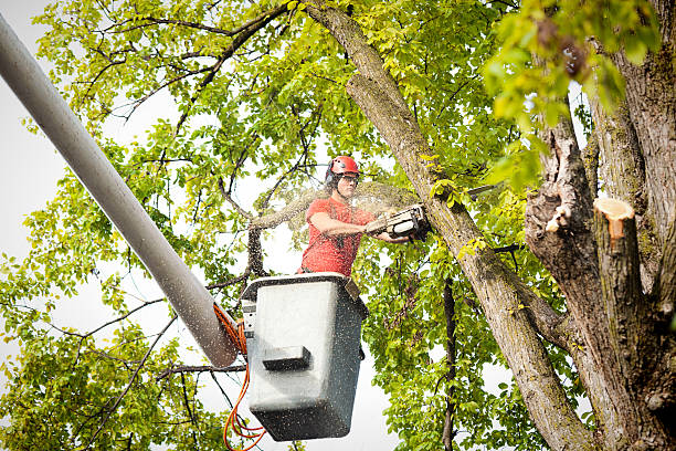 Tree Branch Trimming in Syracuse, UT